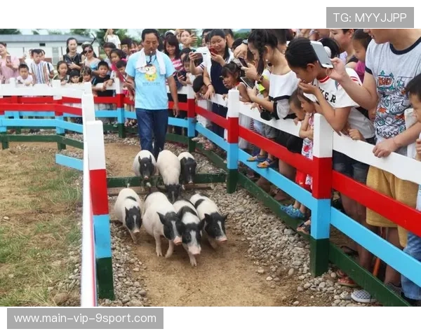 赛猪的迷你跑道：农业展览会的娱乐，猪赛跑比赛视频